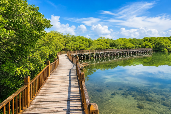 Saltwater lake and mangroves on Gili Meno