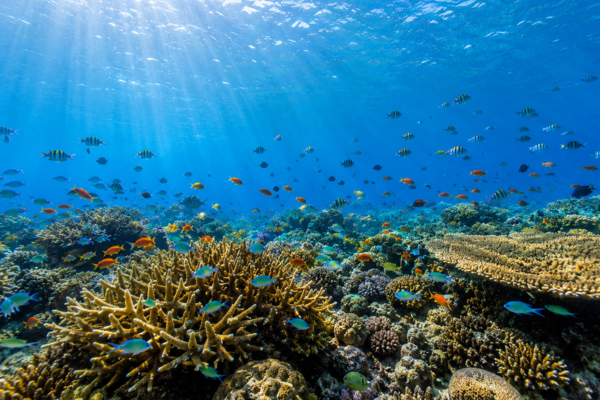 Gili Air underwater paradise